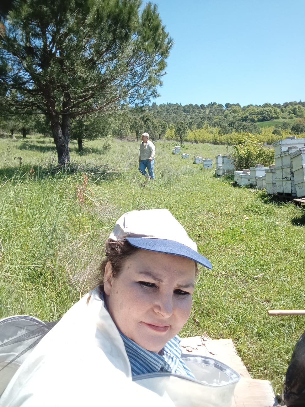 Arılık - Bal hasadı